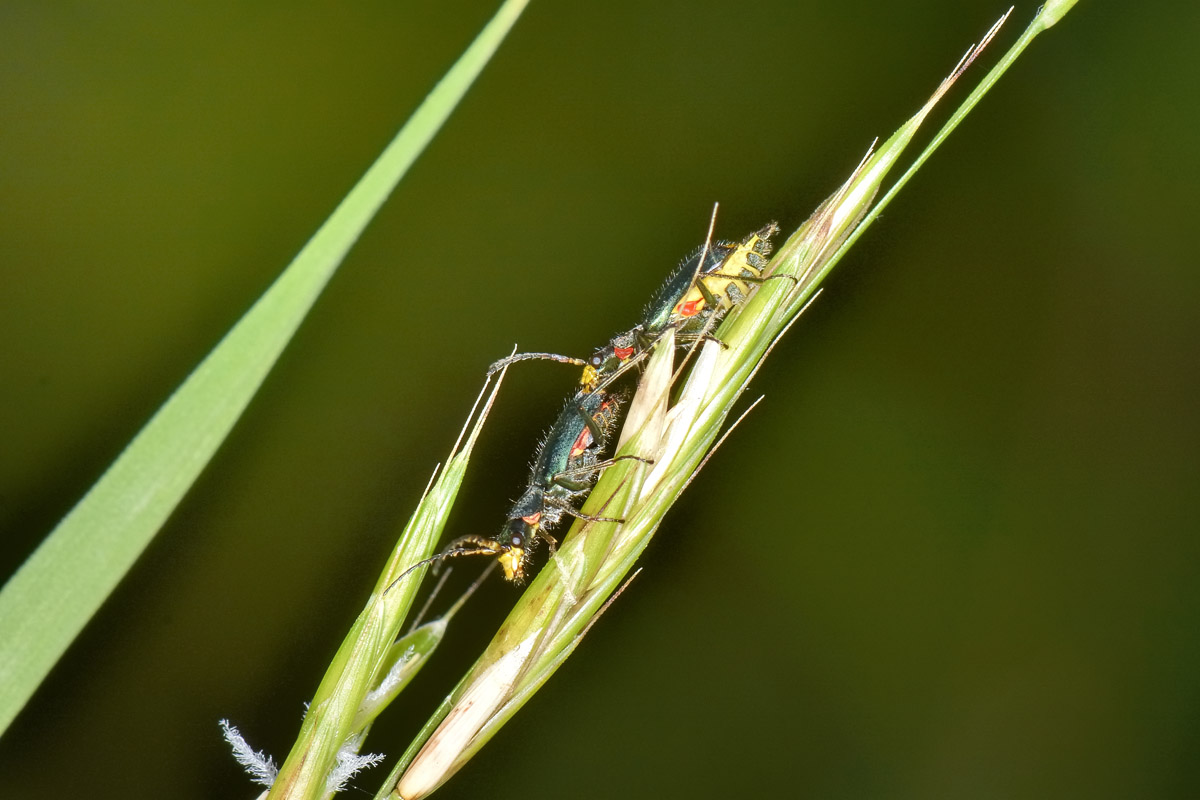 Tenere effusioni tra Malachiidae: Clanoptilus emarginatus